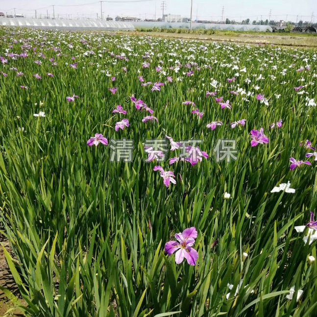 31基地鳶尾