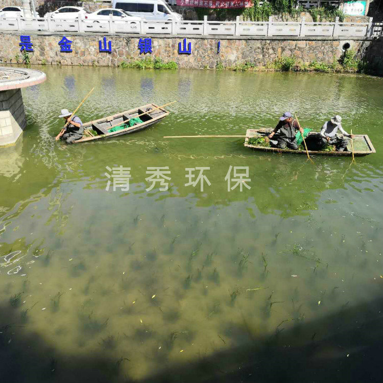 19南京苦草種植